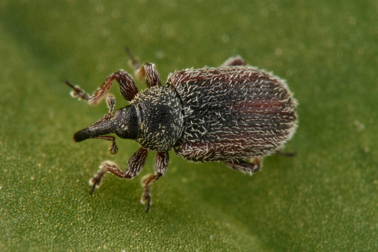 Gymnetron sp?   S,  Gymnetron rostellum